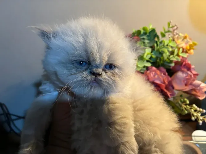 Gatinh BLUE Point Himalaio