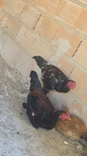Vendo galos Índios