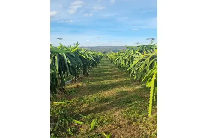 Sítio 2hectares  Produzindo Pitaya  | Renda + R$