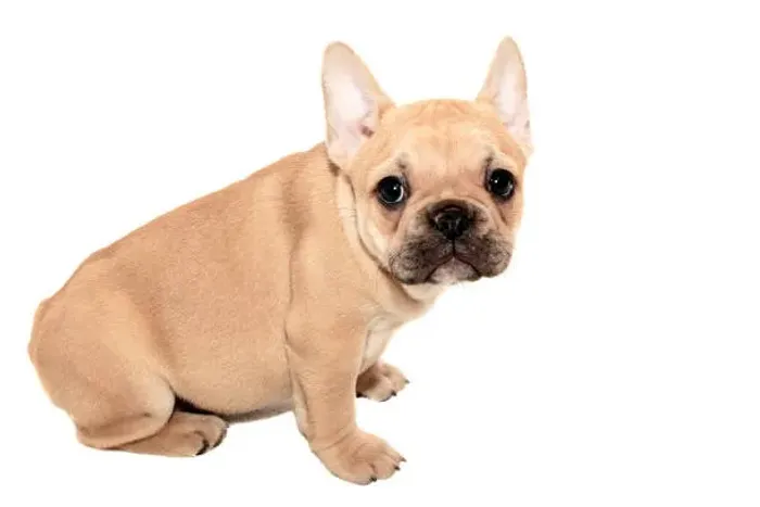 Bulldog Francês Muito Fofo ?