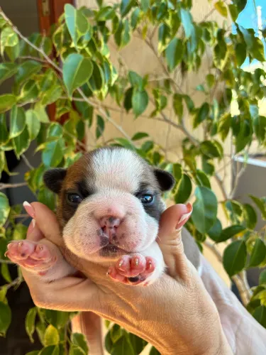 Filhote Bulldog Francês 