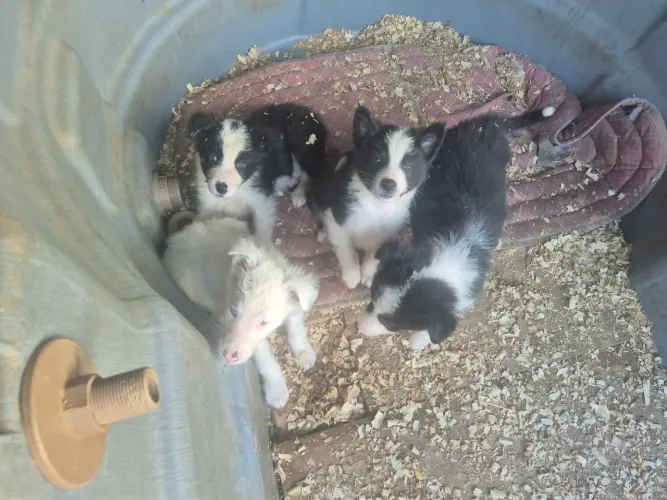 Filhotes de border collie 