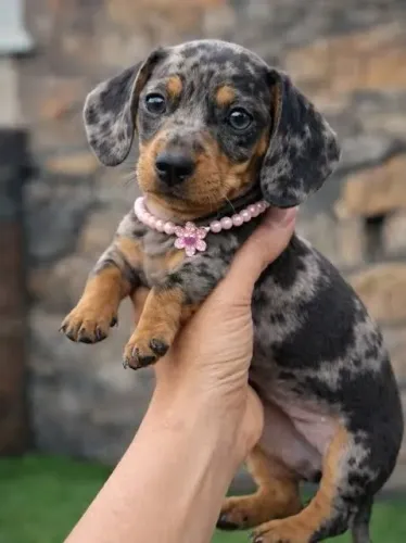 Filhote de Basset dachshund arlequim mofada