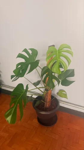 Plantas