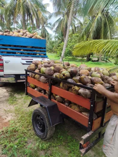 Reboques e Carrocinhas Reforçadas - Direto da Fábrica (Pronta para sua fazenda)