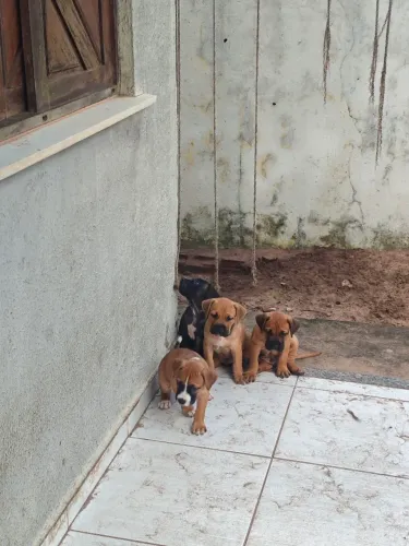 Filhote de Cane corso com Pitbull 