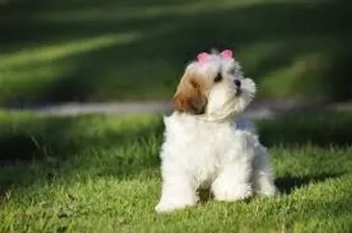 Shih Tzu A calma também conquista corações.