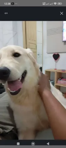 Vendo Golden Retriever Fêmea
