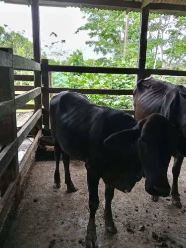 Vacas