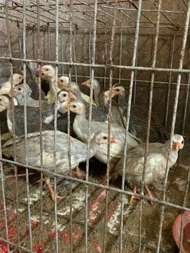 Galinha de Angola  ou angolista 
