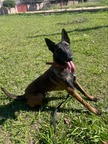 Pastor belga malinois