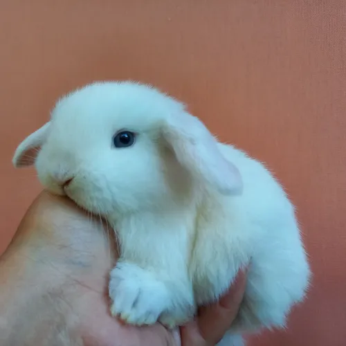 Mini Coelhos Mini Lop Uruguaio 
