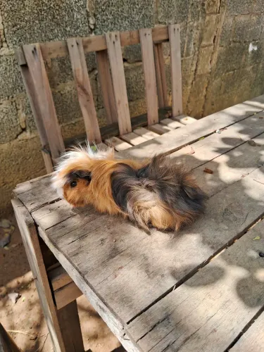 Porquinho da Índia peruano 