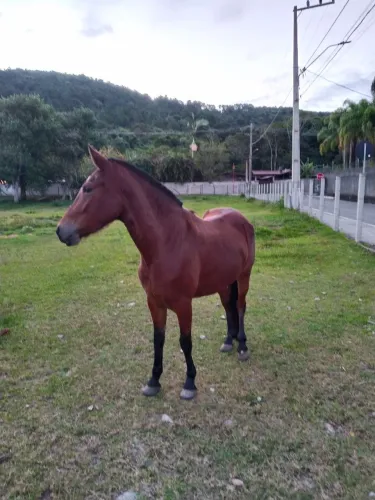 Égua manga larga