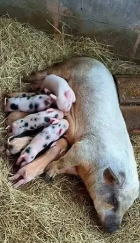 Mini porco (doação)