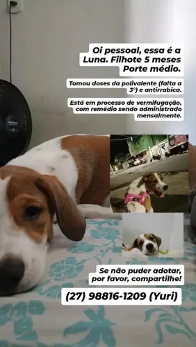Filhote Fêmea 5 meses