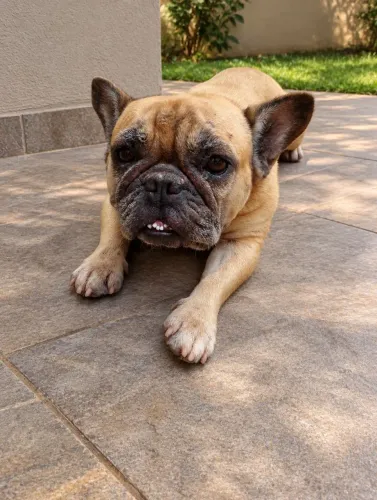 Budog francês