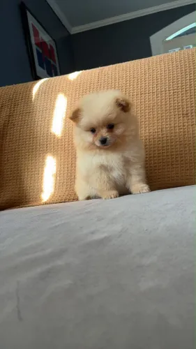 Spitz alemão anão