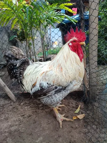 Galo 120 reais 