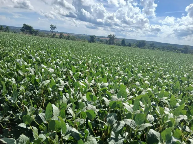 A&M IMOVEIS VENDE EXELENTE FAZENDA 120HECTARES COM 80HECTARES PLANTADO DE SOJA