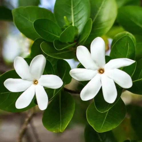 Mudas de Gardênia Tahitiana - Tiaré Flower / Flor de Tiaré