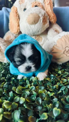 Filhotes de shihtzu micro