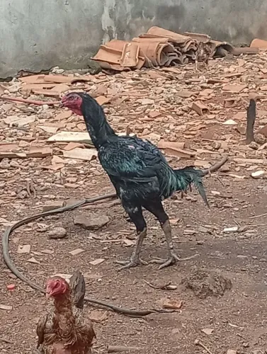 Galo novo índio gigante urubu crista de bola barbela de boi