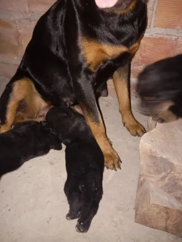 Doação de filhotes rottweiler 