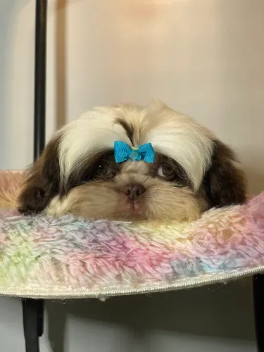 Shih tzu