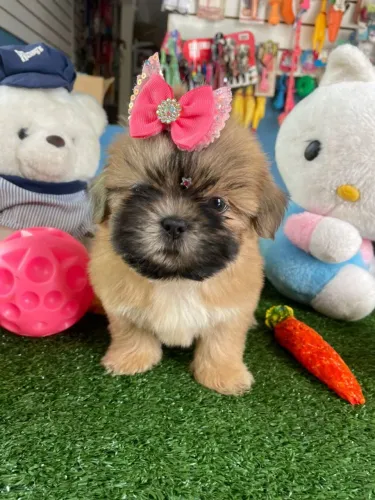 Shihtzu fêmea dourada máscara negra 