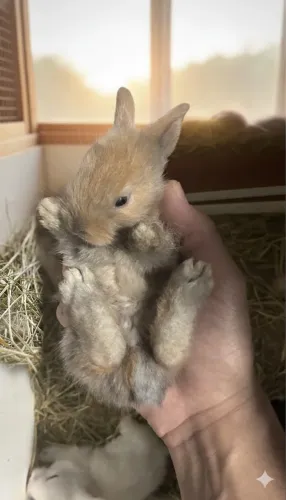 FILHOTES DE COELHO  LION HEAD 