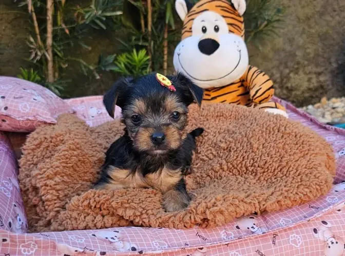 Yorkshire Terrier, fêmea e machos disponíveis. Criação legalizada, parcelamento em até 12x