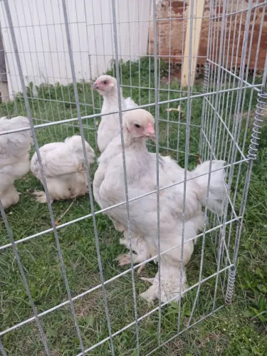 Galinha de raça pura