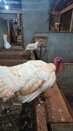 Casal peru branco