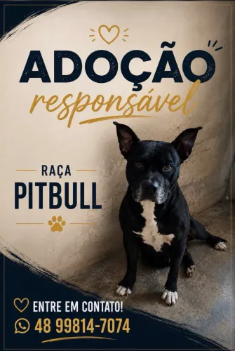 Cachorro