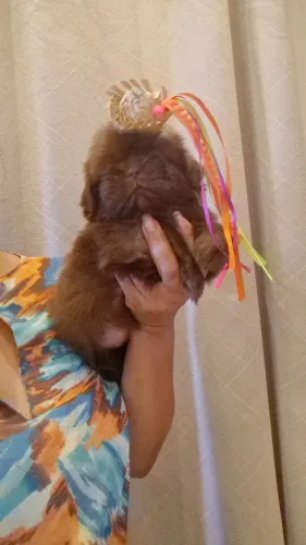 Shihtzu fêmea chocolate ?