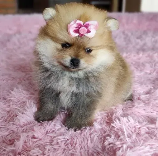 Lulu da pomerania anã fêmea laranja com pedigree