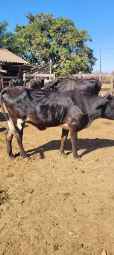Vacas de leite 