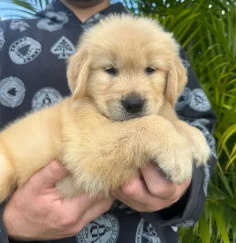 Golden Retriever filhotes disponíveis