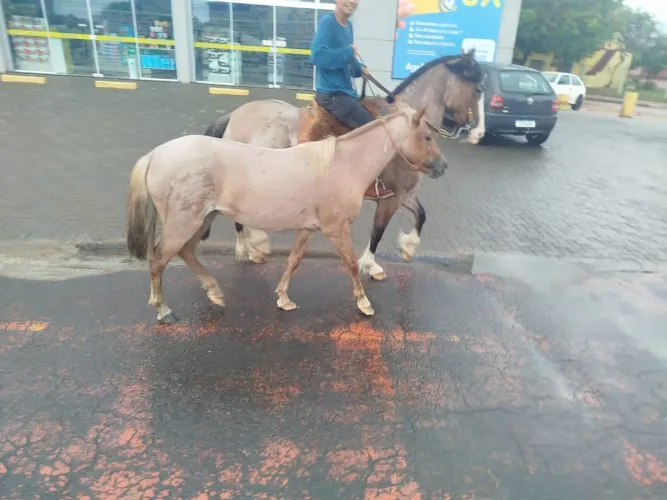 Linda petição prenha  cavalo  crioulo bragado