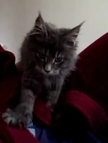 Lindos filhotes de Maine Coon com Pedigree 