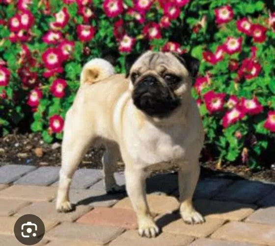 Pug