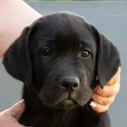 Labrador Retriever,Labrador Retriever Filhote Top Padrão da Raça