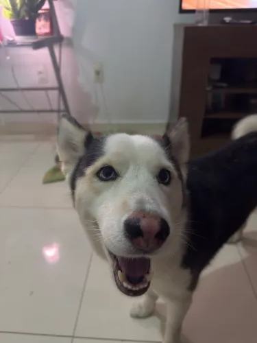 Husky siberiano para cruzamento