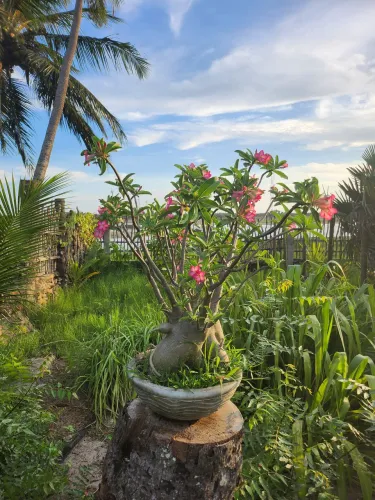 Rosa adenium Híbrida 90cm 10 anos de idade.