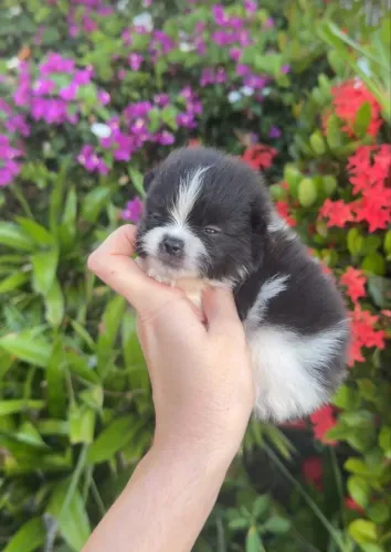 Cachorro Spitz Alemão Anão Urso Pelagem Abundante E Pedigree 