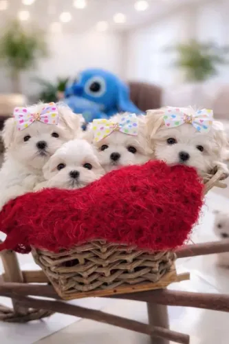 Maltês Um cachorrinho cheio de qualidades esperando por você