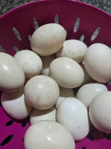Ovos de pata