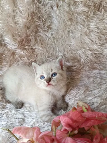 Adoção de Gatinho Siamês 