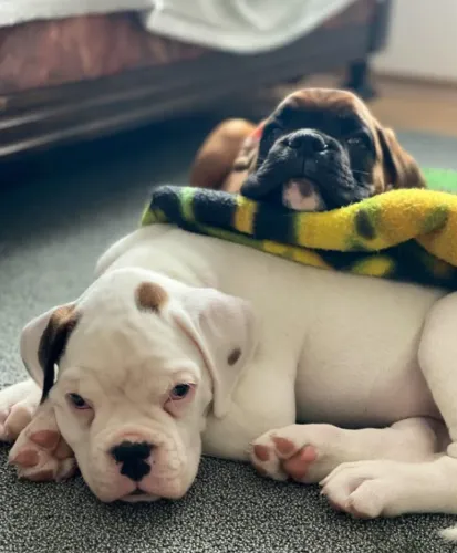 Boxer,Boxer Filhote Disponível Entrega Facilitada